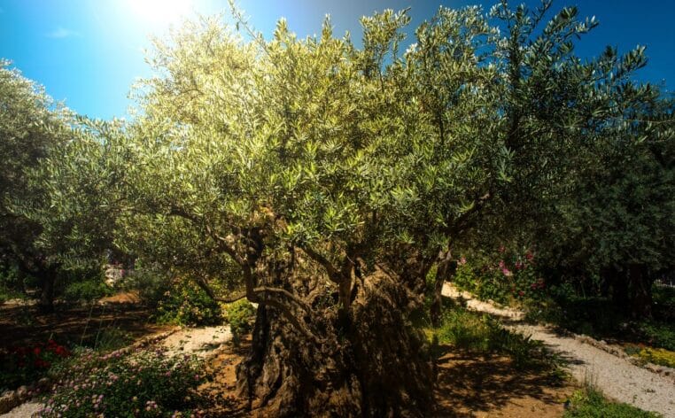 feuilles arbre voisin info