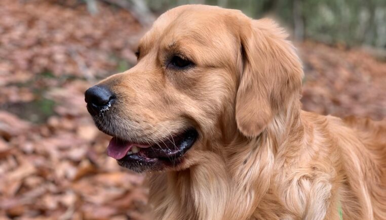 il tue le chien des voisins