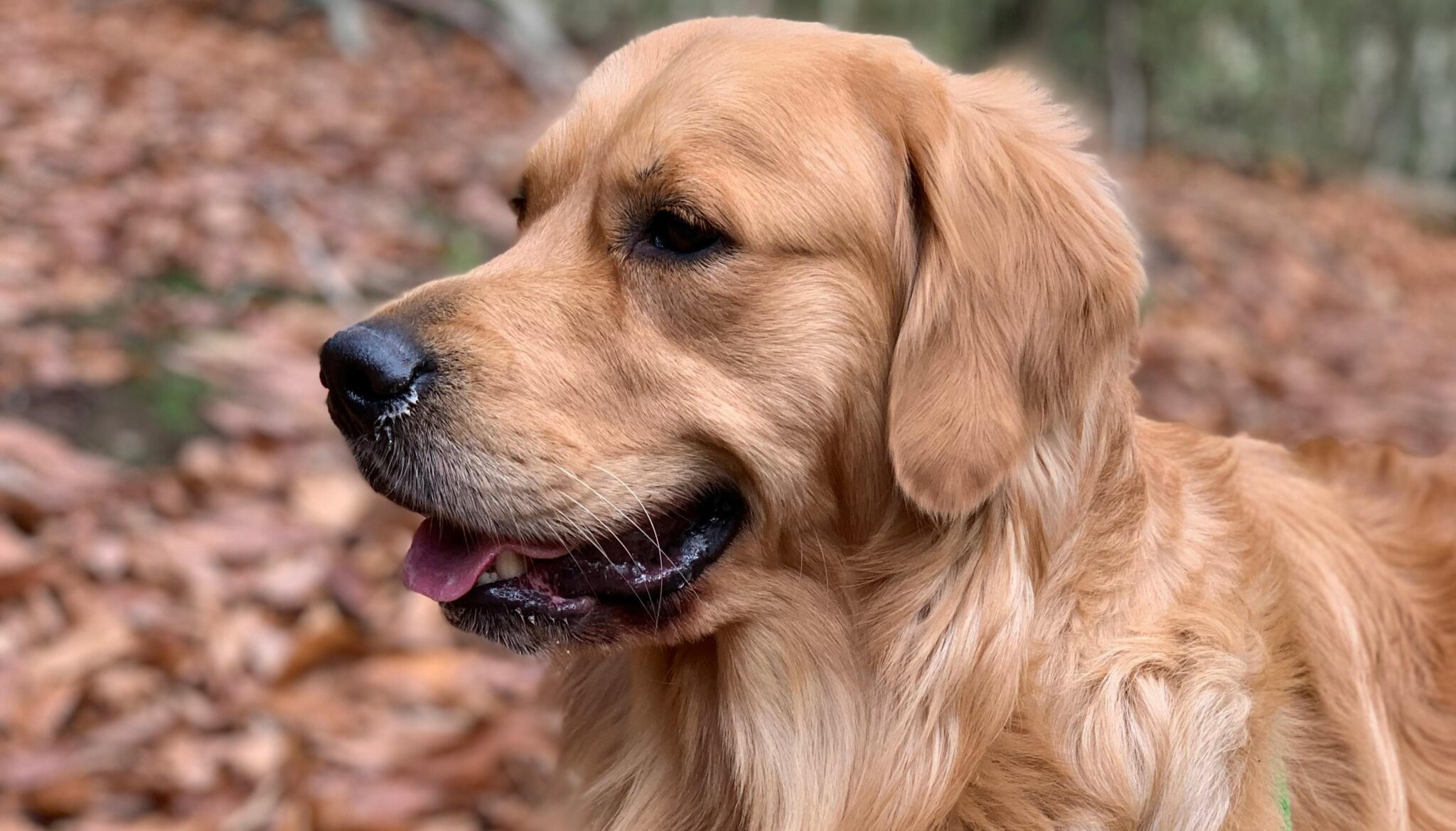 il tue le chien des voisins