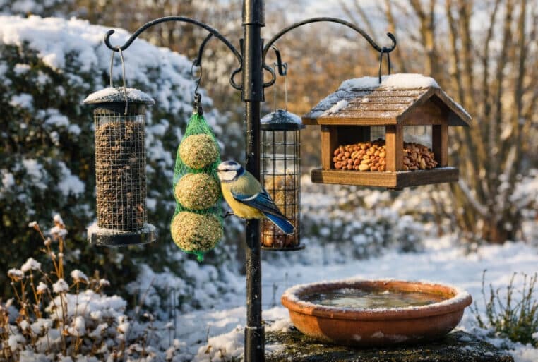 Mésange bleue posée sur une mangeoire de boules de graisse, dans un jardin enneigé avec plusieurs distributeurs de graines.