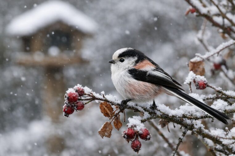 Orite à longue queue posée sur une branche givrée dans un jardin enneigé.
