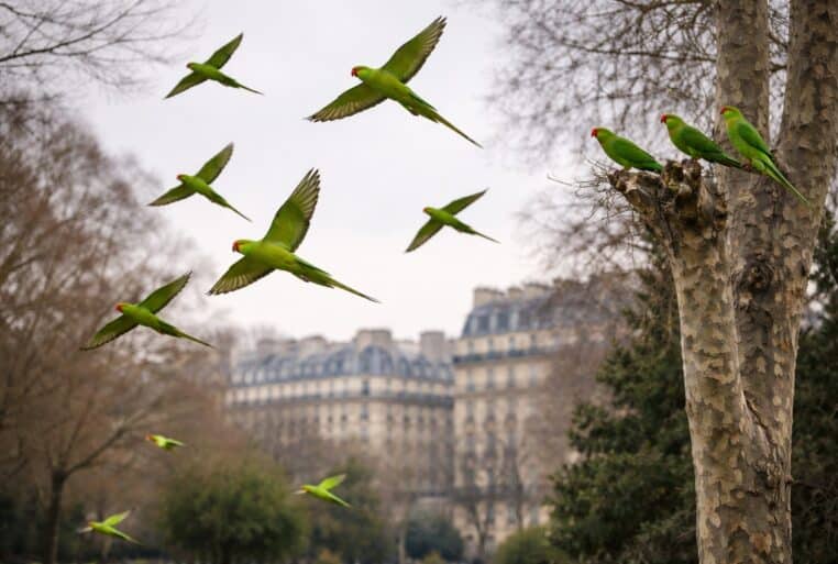 Perruches vertes à collier en vol au-dessus d’un parc parisien, avec des immeubles haussmanniens en arrière-plan.