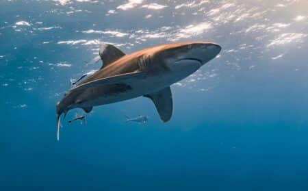 requin attaque