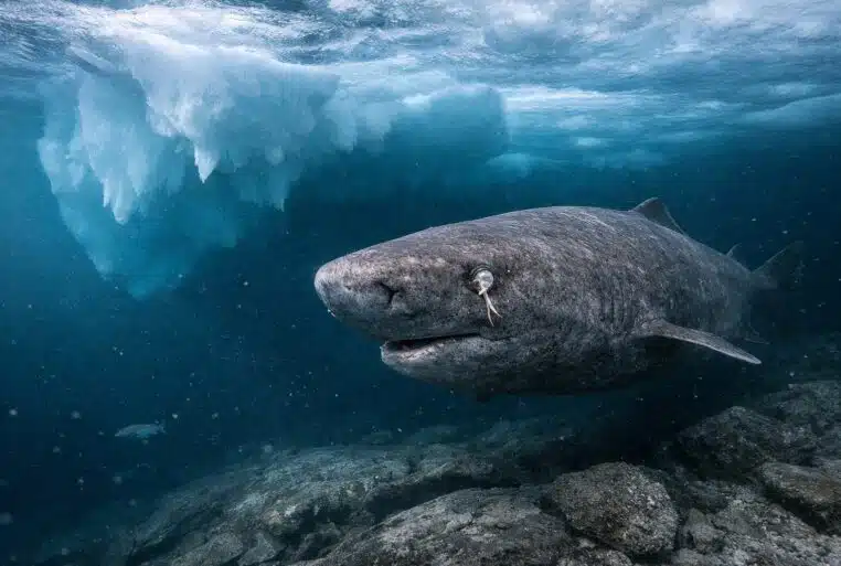 Requin du Groenland sous la banquise arctique, glissant dans l’eau sombre