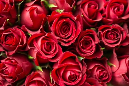 Les roses de Saint-Valentin et leurs conséquences