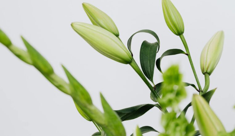 Un temps printanier à venir ?