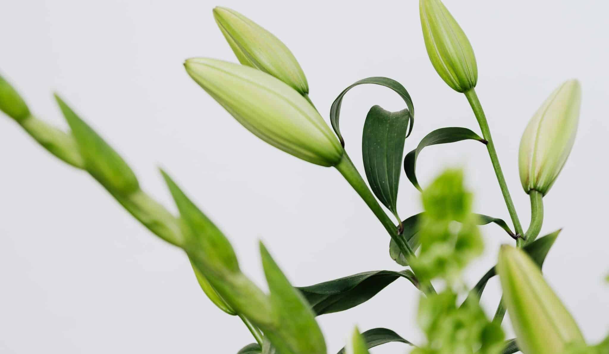 Un temps printanier à venir ?