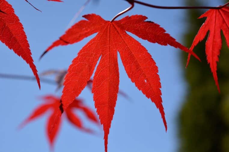 blood maple, maple, leaf, red, tree, maple leaf, leaves, nature, coloured, red maple leaves, colorful, red maple, late summer, leaf, leaf, leaf, leaf, leaf, red, maple leaf, maple leaf, leaves, nature, nature, colorful