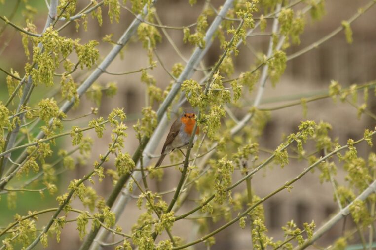 bird, robin, red, nature, colors, branch, animal, rouge-gorge, rouge-gorge, rouge-gorge, rouge-gorge, rouge-gorge, rouge-gorge