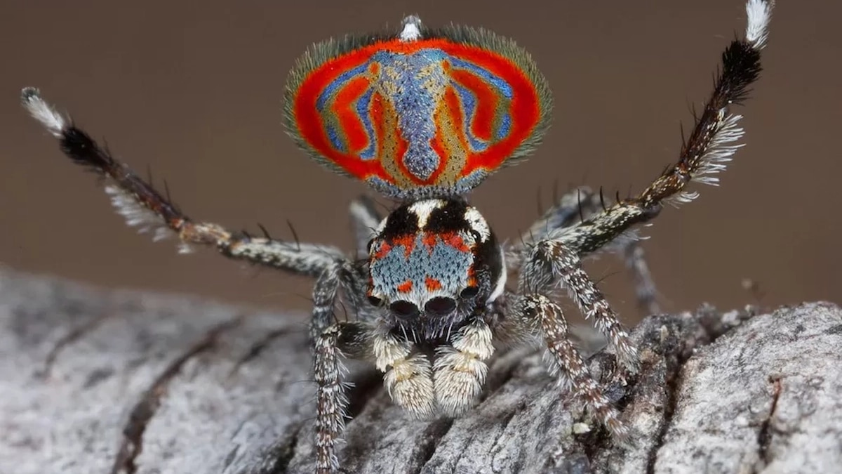 Araignee Muscles Saut