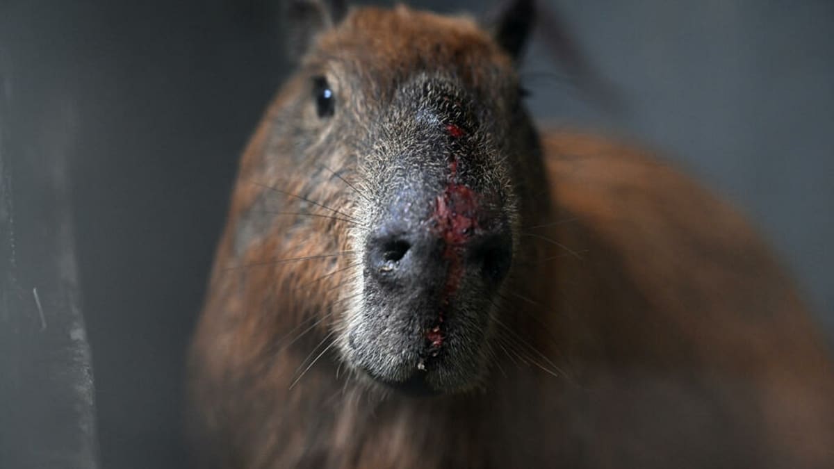 Capybara Blesse Agression