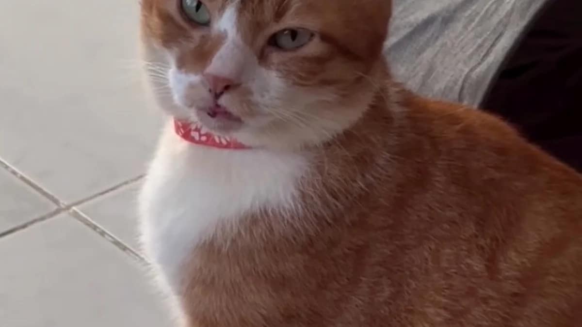 Chat Maladies Guerison