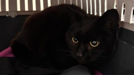 Chatte Perdue