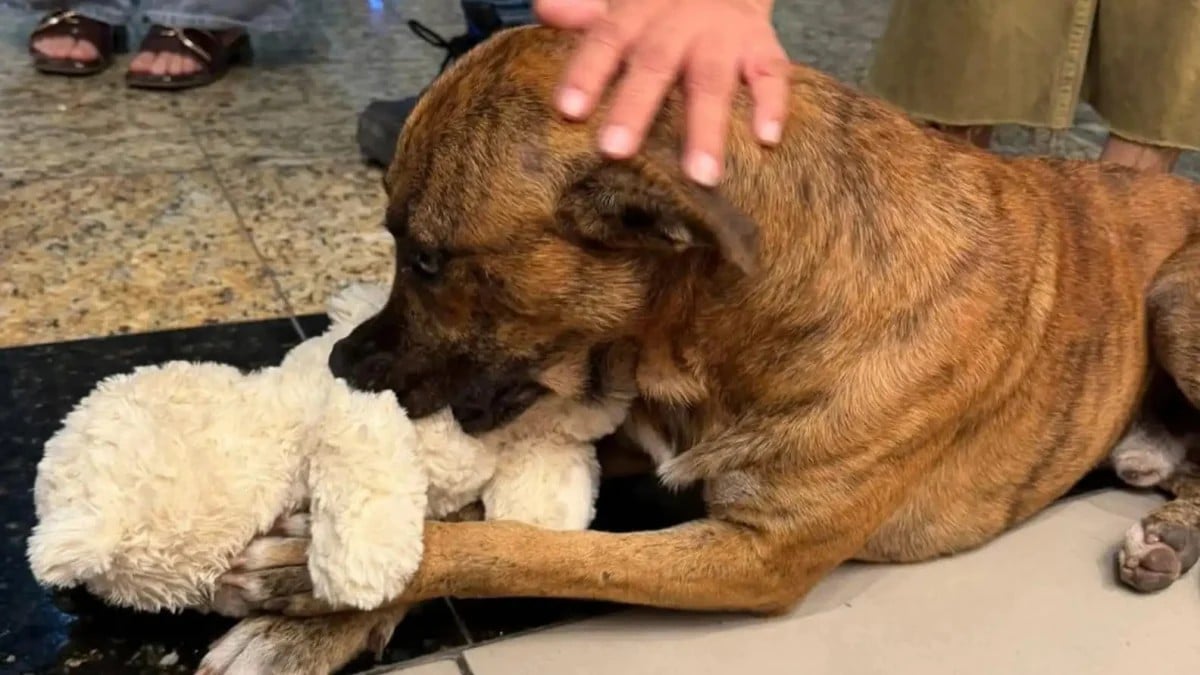 Chien Magasin Solidarite