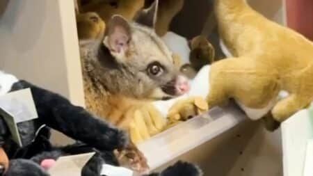 Opossum Magasin Peluches