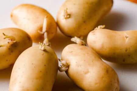 Pomme de terre
