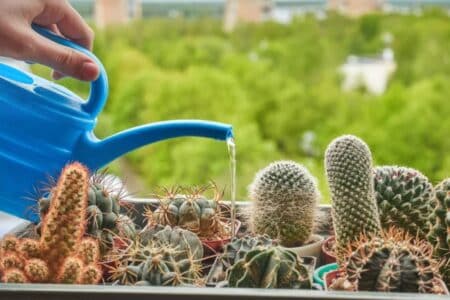 Cactus