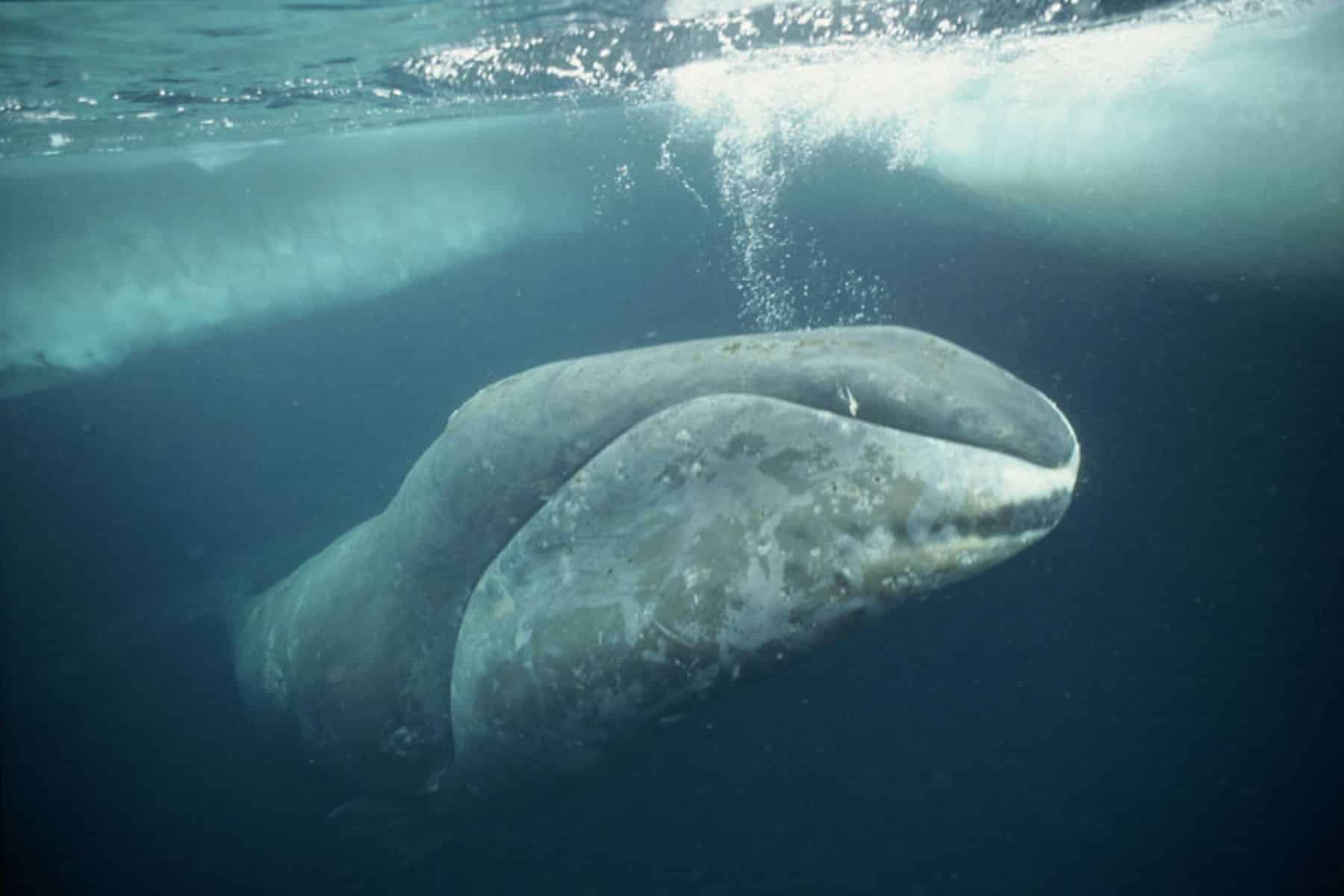 Baleine Boréale