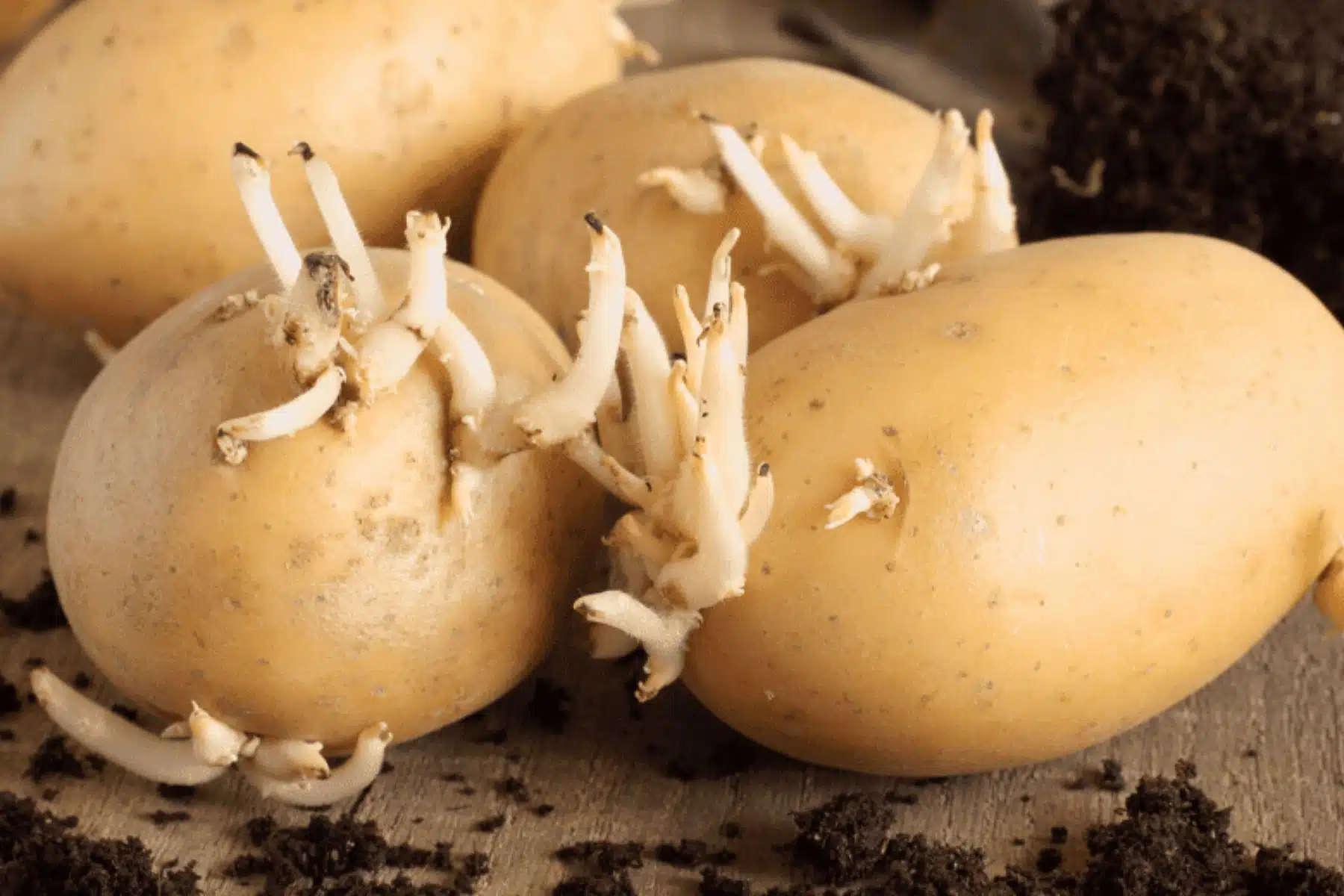 Pomme de terre 2
