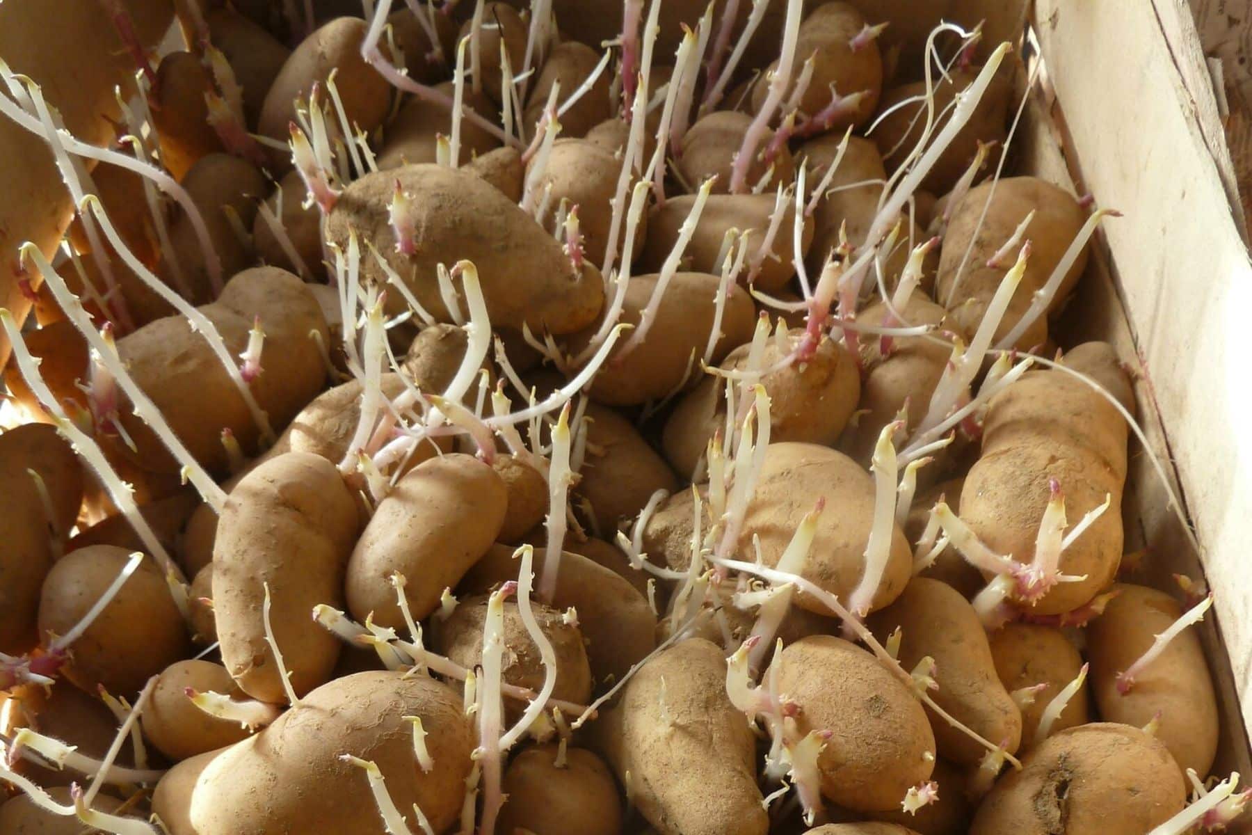 Pomme de terre 3
