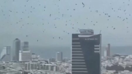 Video-Oiseaux-Israel