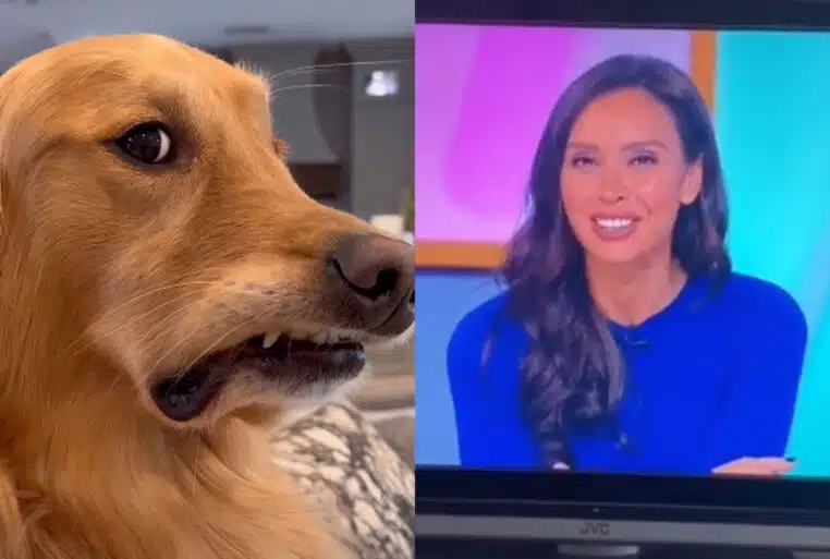Assemblage des deux images d’origine, avec Teddy le Golden Retriever en gros plan à gauche et la présentatrice à la télévision à droite.