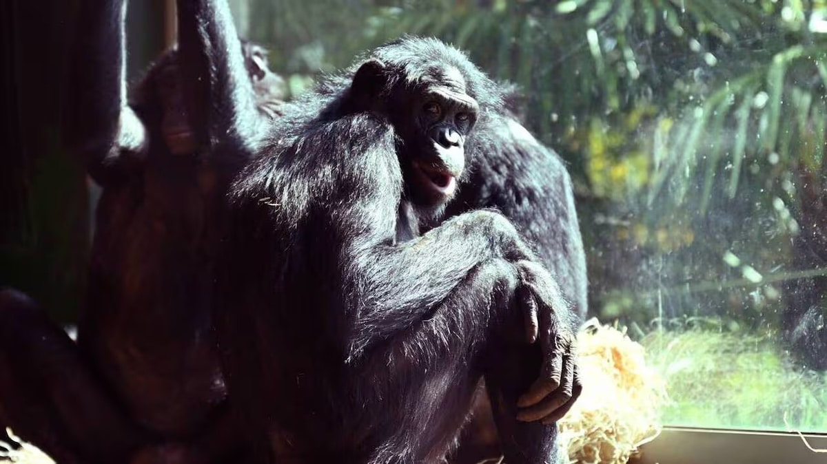 bonobo moque par les visiteurs brise enclosss - copie