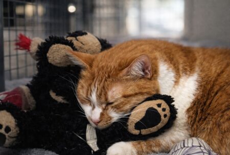 Chat roux et peluche, symbole du lien affectif qui aide Zoey à traverser la séparation