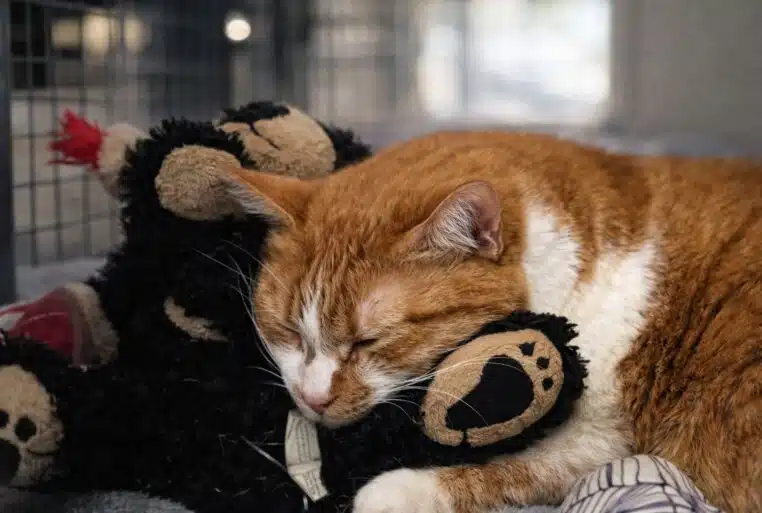 Chat roux et peluche, symbole du lien affectif qui aide Zoey à traverser la séparation