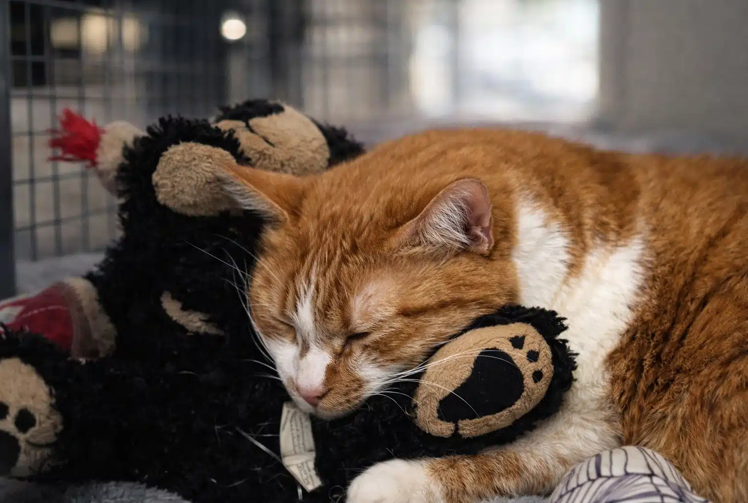 Chat roux et peluche, symbole du lien affectif qui aide Zoey à traverser la séparation