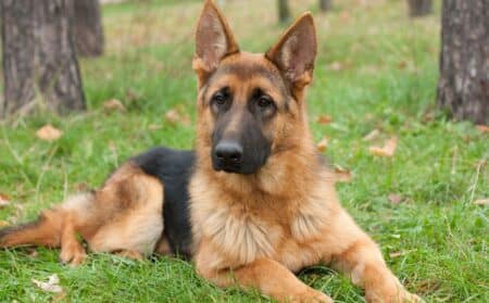 chien actu