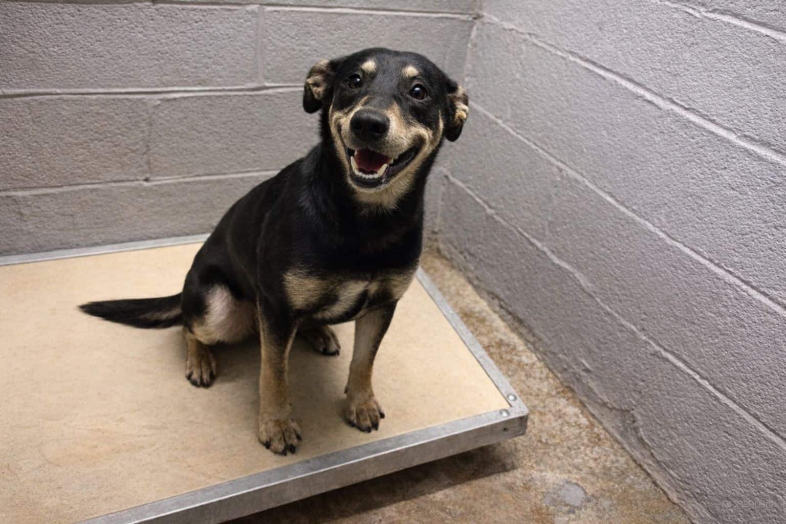 Billie Jean, une chienne noire et feu, sourit face à l’objectif dans son box de refuge.