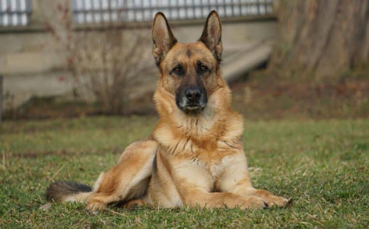 chien actu