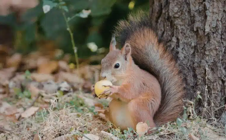 Des écureuils surpris en train de vapoter : une scène aussi drôle qu’inquiétante