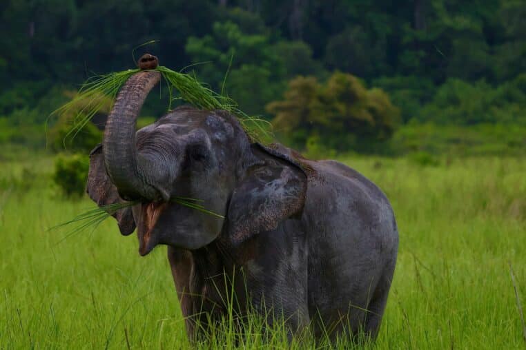 Attaque mortelle d'éléphant