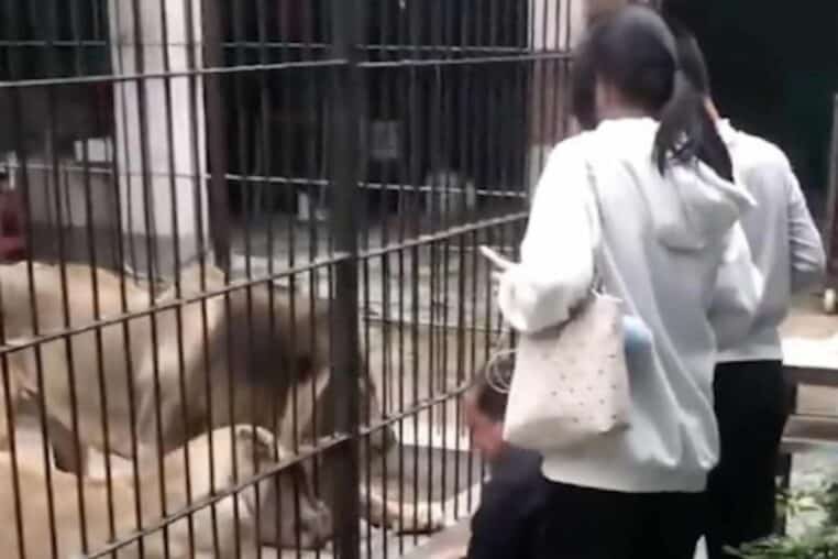 fillette attrappee par lion qu'elle tentait nourrir