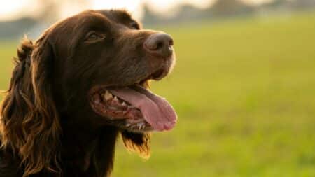 Il construit un chariot sur mesure à son chien