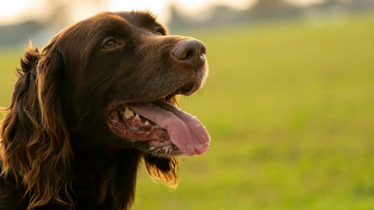 Il construit un chariot sur mesure à son chien