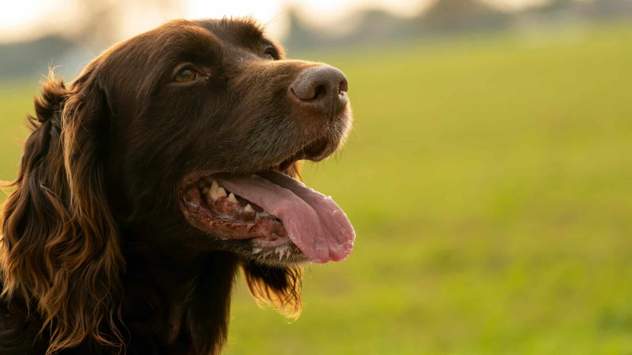 Il construit un chariot sur mesure à son chien
