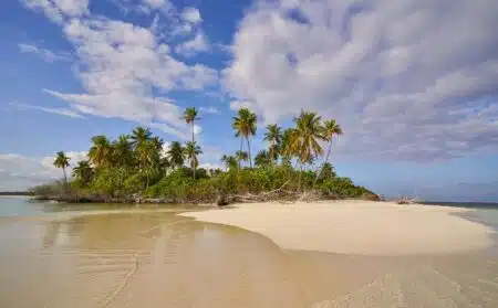 île déserte projet fou arbres info