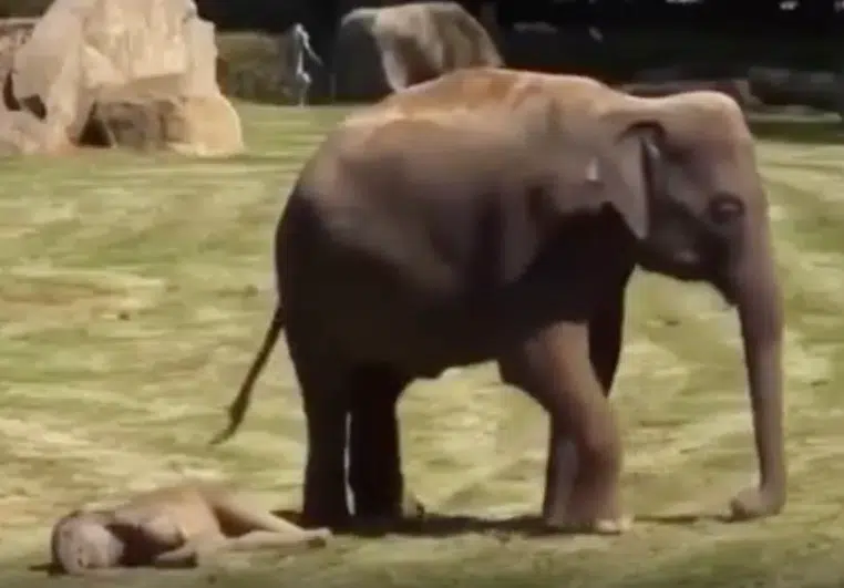 maman elephant inquiete petit ne se reveille pas