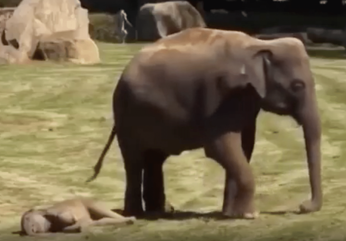 maman elephant inquiete petit ne se reveille pas