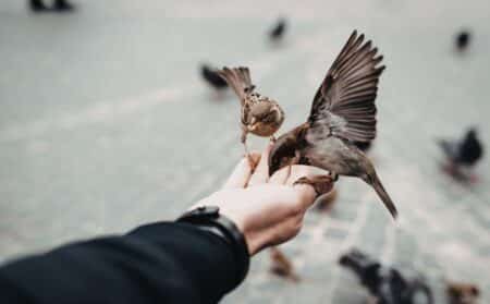 oiseaux actu