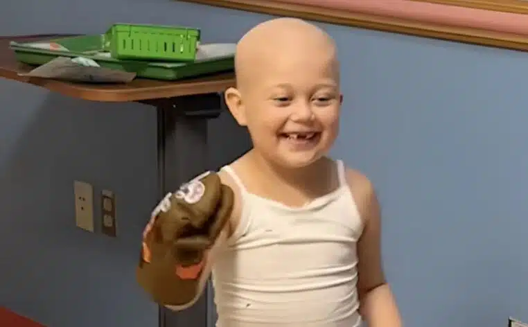 opération animaux retriever