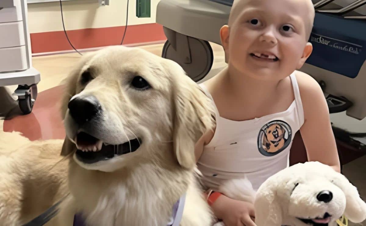 opération animaux retriever