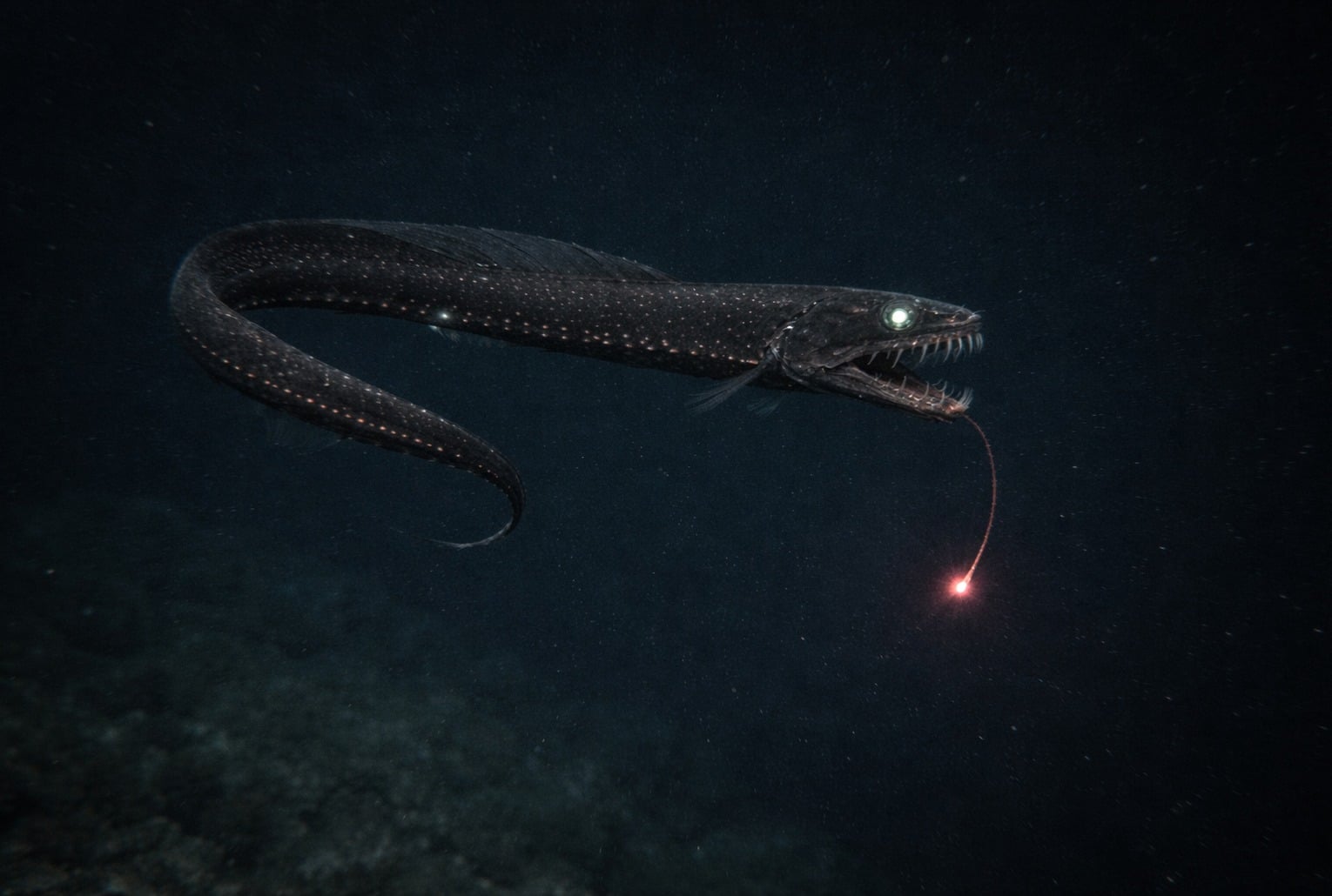 Poisson dragon noir observé dans les abysses depuis un sous-marin, dans une ambiance documentaire sobre.