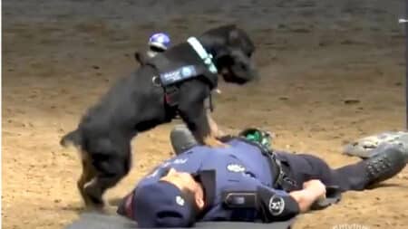 Poncho, chien policier star des réseaux sociaux