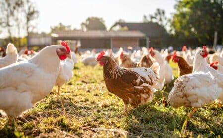 poules plein air