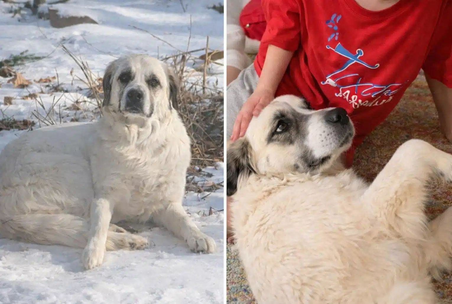 Rosebud, chienne abandonnée recueillie par TAGG Rescue, entre errance et réconfort