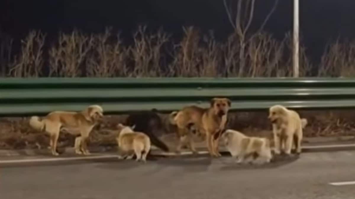 sept chien vole retrouve leur maison